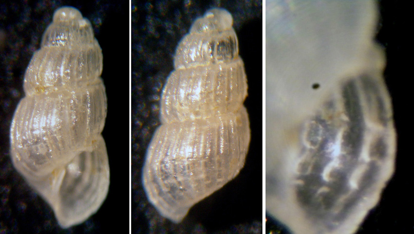 Chrysallida da identificare